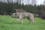 IRISH WOLFHOUND 315